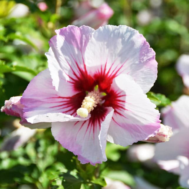 hibiscus de gradina infloreste toata vara