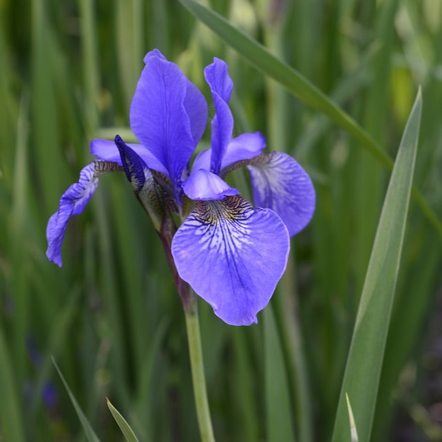 iris siberian crește la umbra