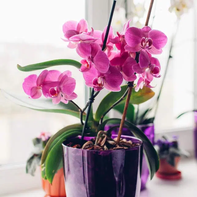 orhideele pot atrage ghinion in casa