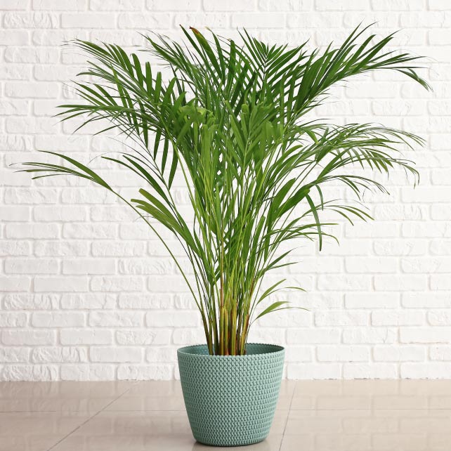 palmier areca planta purificatoare de aer